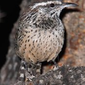 Cactus Wren